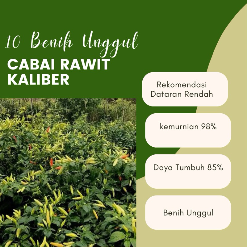 10 Biji Benih Unggul Cabe Kaliber Cabai Rawit Kaliber
