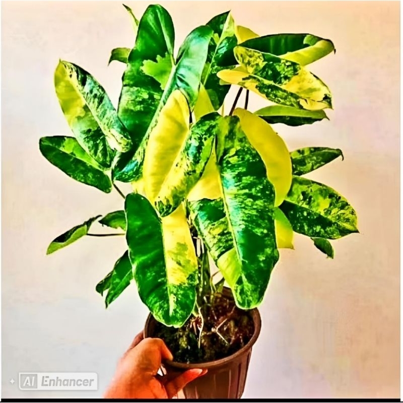 Tanaman Hias Philo Burlemax Yellow Varigata /Tanaman Hias Burlemax brekele/Tanaman Brekele Yellow/ T