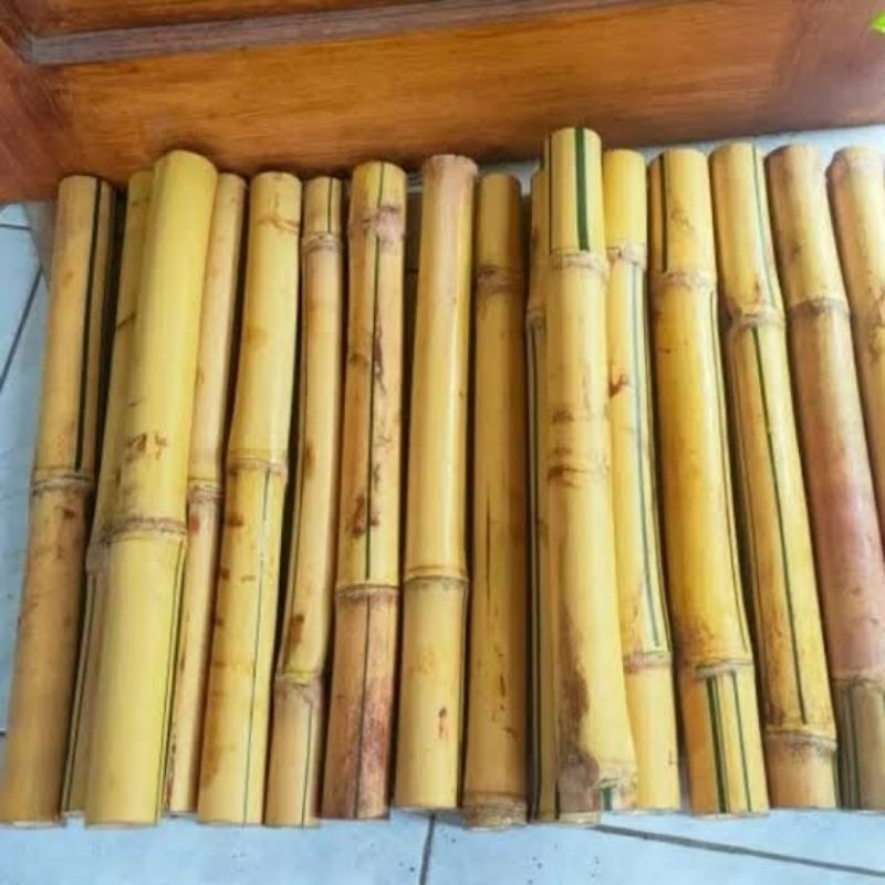 Batang bambu kuning perbatang