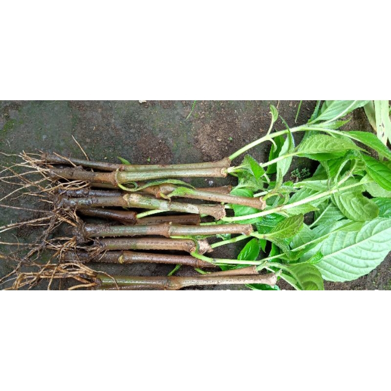 Bibit trichantera gigantea berakar