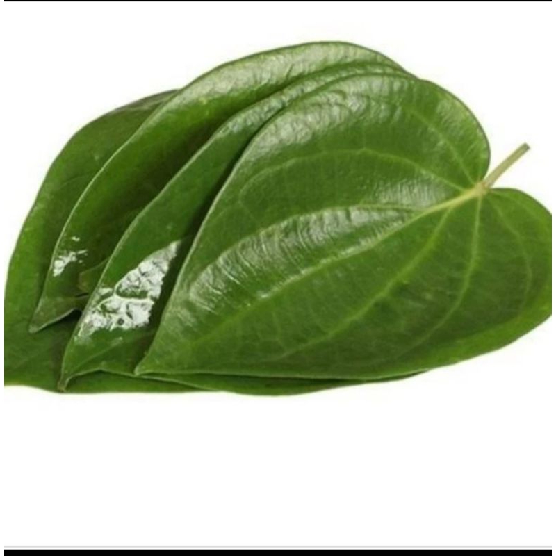 

Terbaik Daun Sirih segar Langsung di petik Dari kebun Alami Di petik ketika ada yg order
