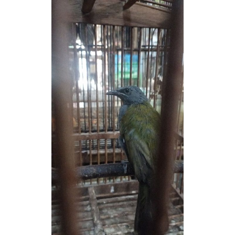 kutilang kepala abu pilihan istimewa