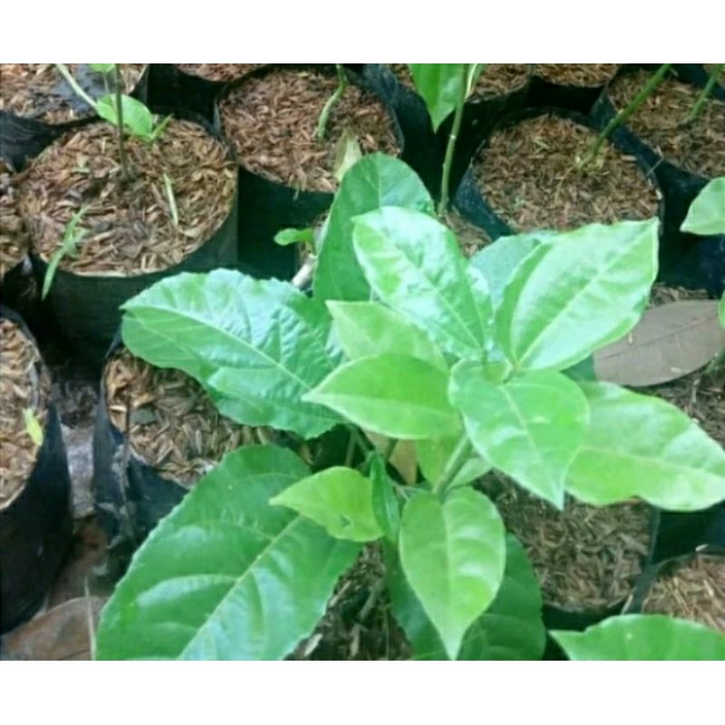 

bibit markisa madu
