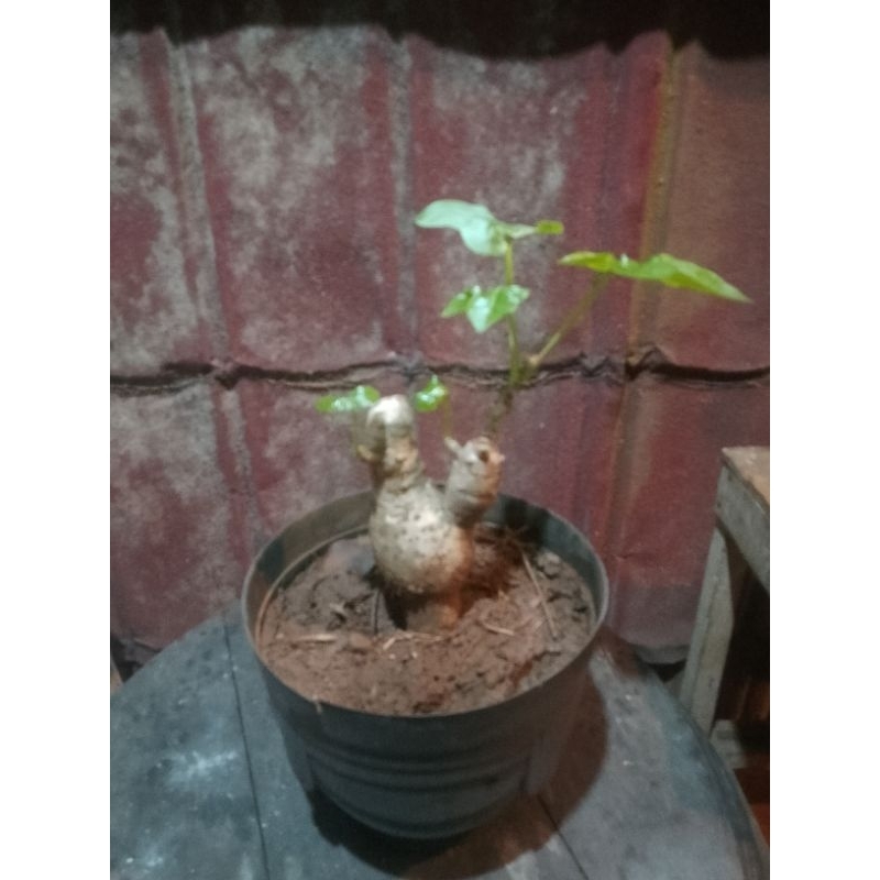 Bonsai pohon serut