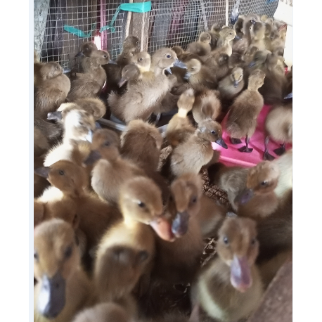 Bebek Betina Lokal -  bebek petelur - Bebek telur jawa