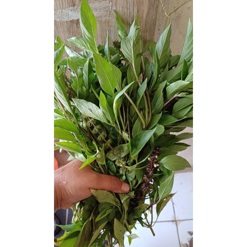 

50 gram Daun basil Segar/daun selasih segar/Daun kemangi cina segar(BUKAN KEMANGI,BUKAN RUKU-RUKU)