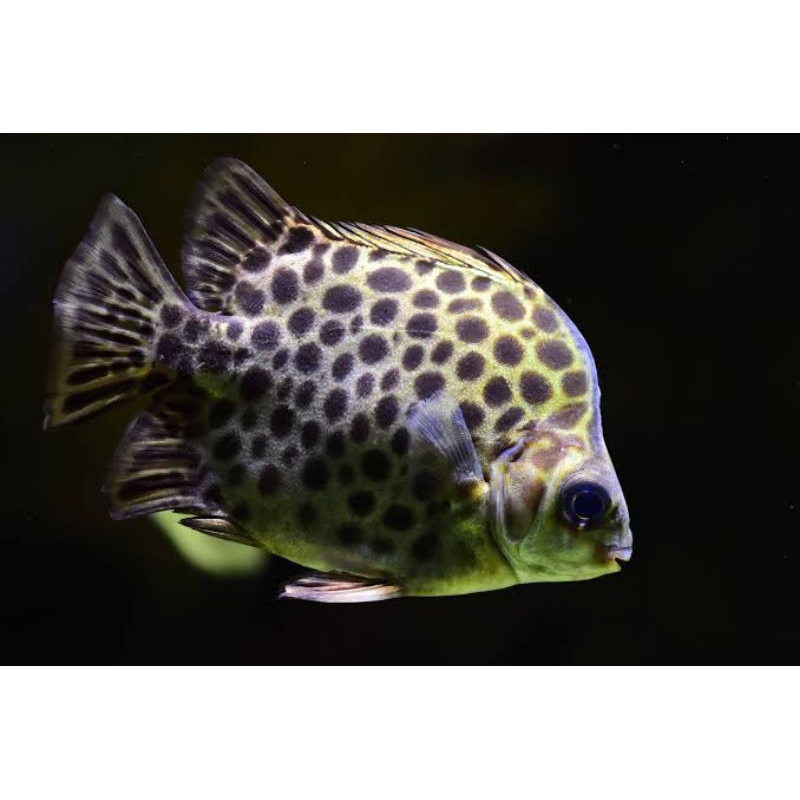 ikan Ketang Ketang/kiper air tawar