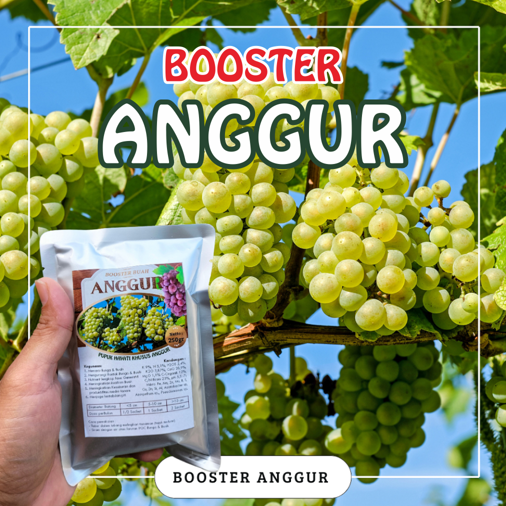 Booster Anggur / Pupuk Booster Tanaman Anggur