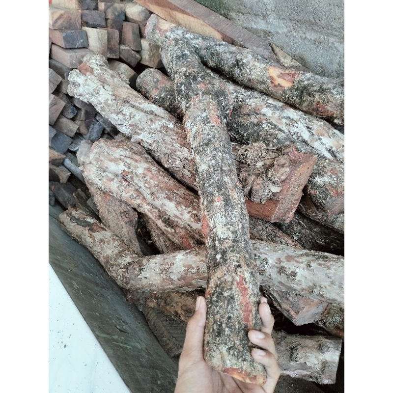 kayu batangan stigi laut super