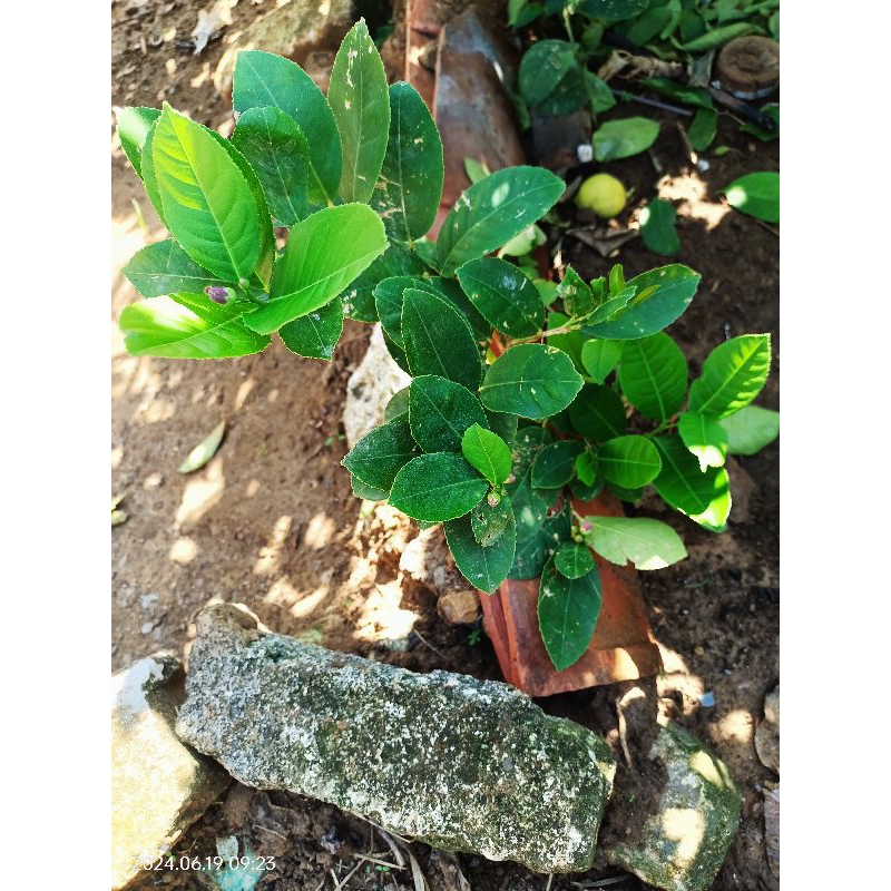 

TANAMAN herbal 120gram