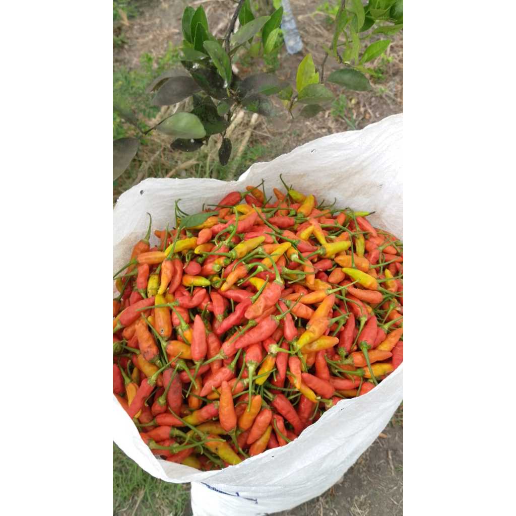 

Cabai Prentul segar baru petik 1kg