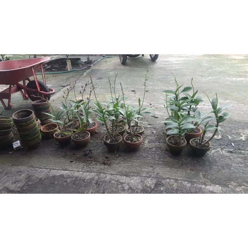 Anggrek Dendrobium Spike