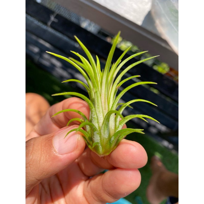 tillandsia ionantan fuego variegated