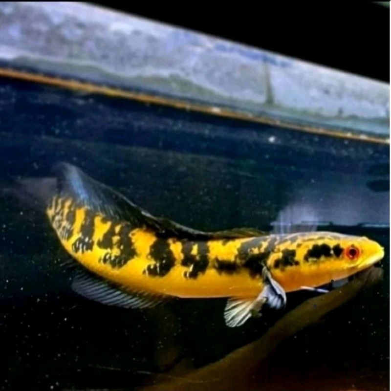 chana yellow sentarum 25cm up bercabung