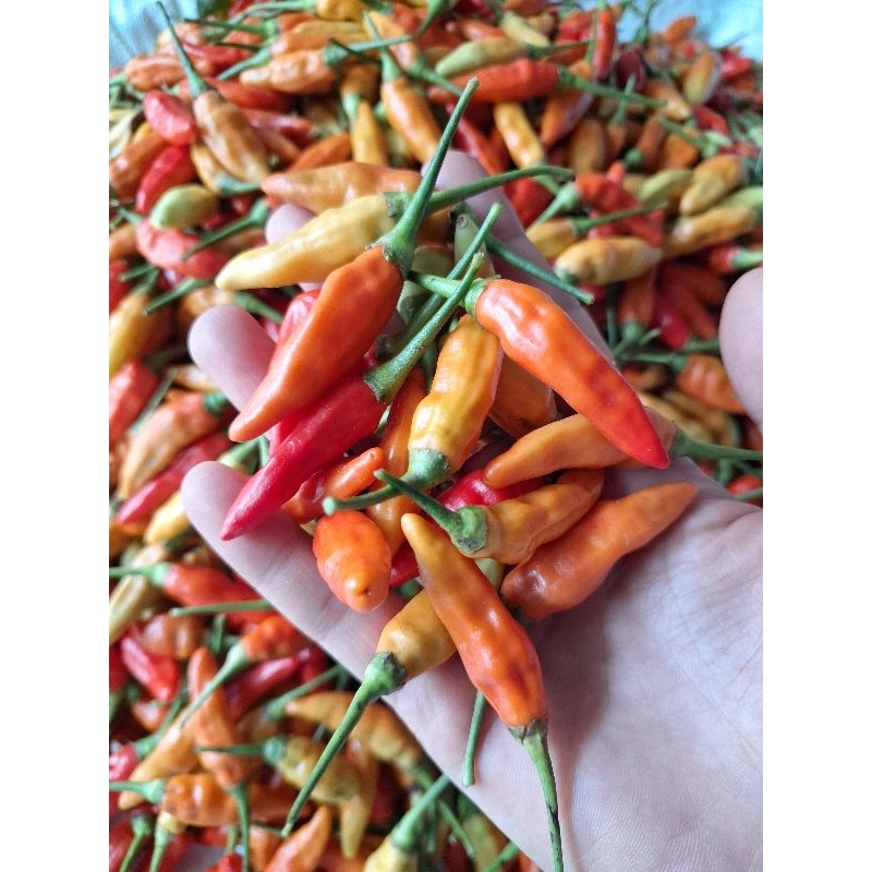 

Cabai Rawit Jenis Ori 500gram