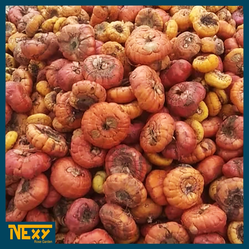 Bibit Bunga Gladiol (Masih Berbentuk Umbi) Paket 2 Kg Warna Mix