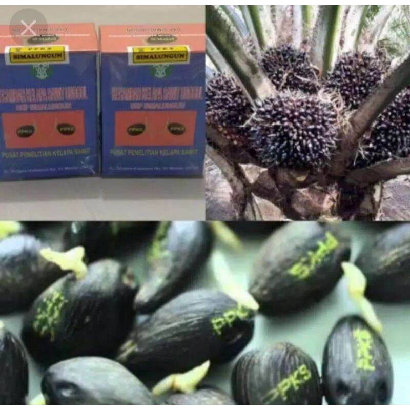 BIBIT BENIH KELAPA SAWIT SIMALUNGUN