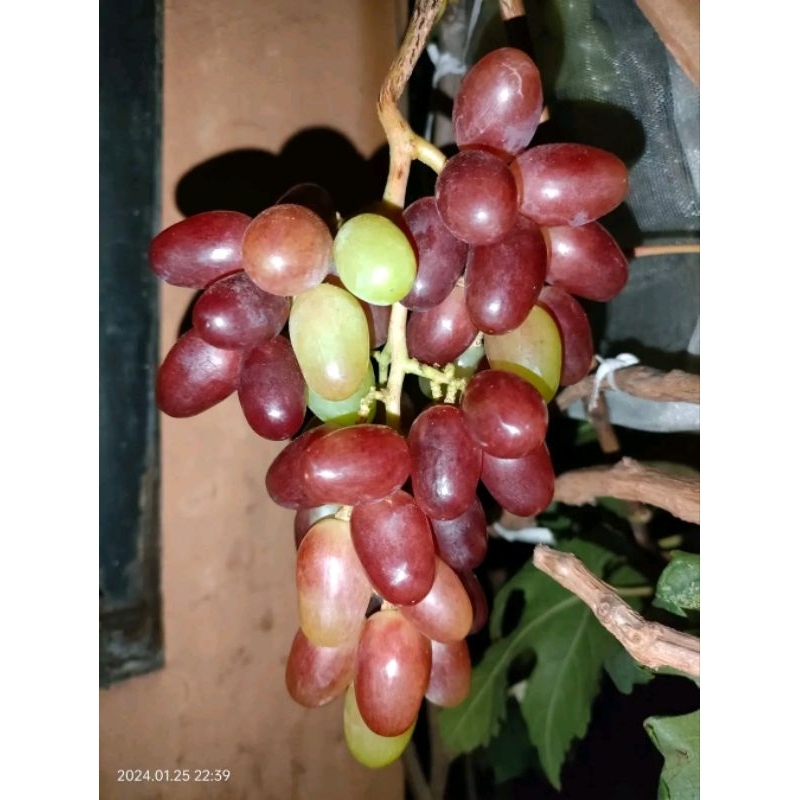 

Bibit anggur import jenis Taldun