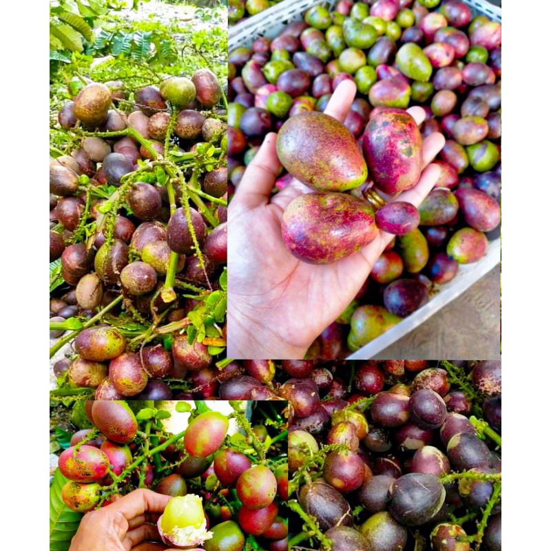 

buah matoa enak rasa manis 1kg