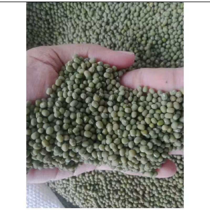 

kacang ijo wakema 1 kg buat touge