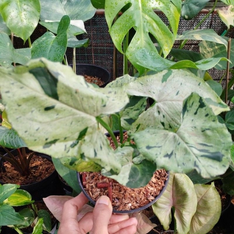Syngonium Green Splash