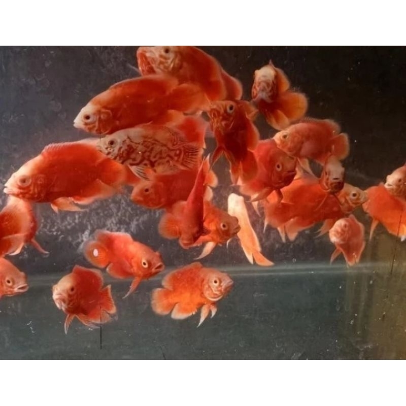 ikan oscar red chili 8cm paris albino