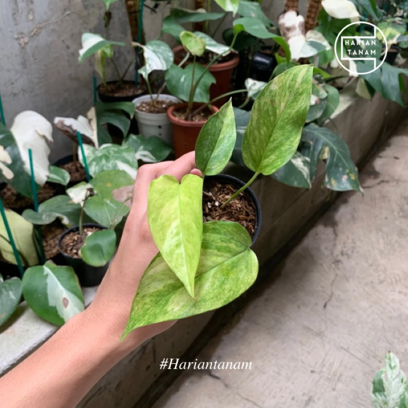 Tanaman Hias Epipremnum Pinnatum Mint Indo Type (Include Pot & Media tanam)