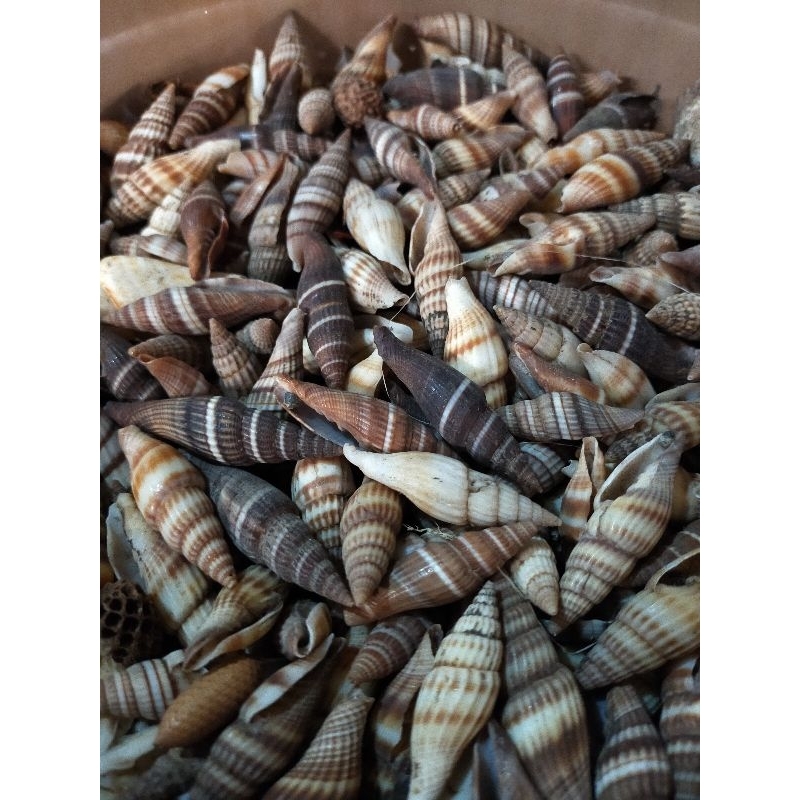 

Cangkang kerang - kerang pancing - kerang aksesoris - bahan kerajinan tangan