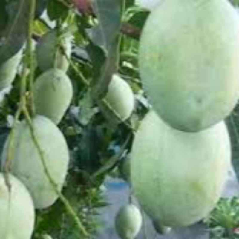 bibit mangga harum manis | Pohon mangga arum manis Unggulan