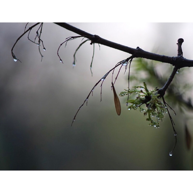 Lensa Minolta MC tele Rokkor QF 200mm F3.5 rare clasic vintage lens mulus. minolta MD mount