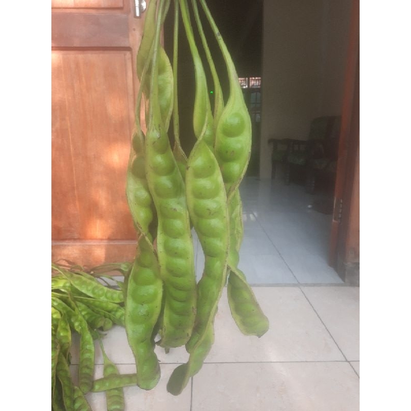 

Pete Muda per10papan fresh