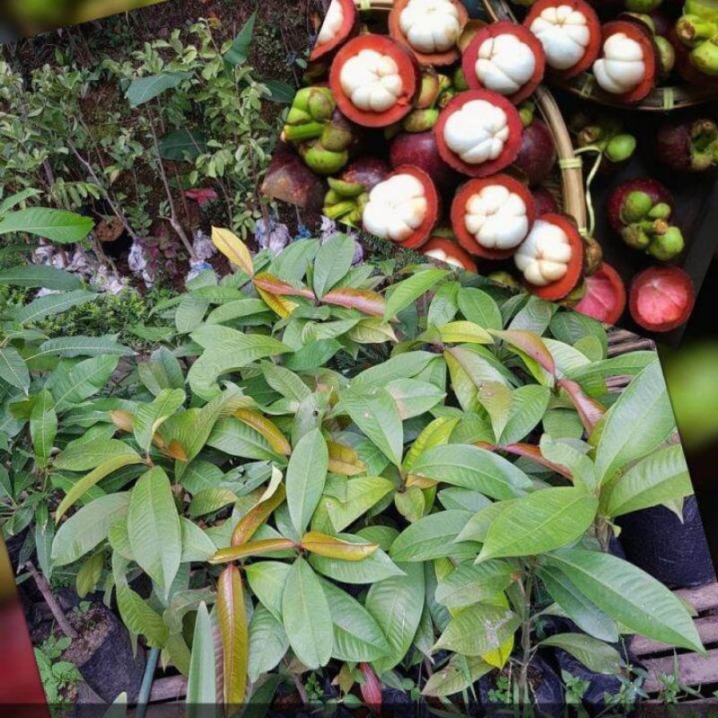 bibit manggis okulasi