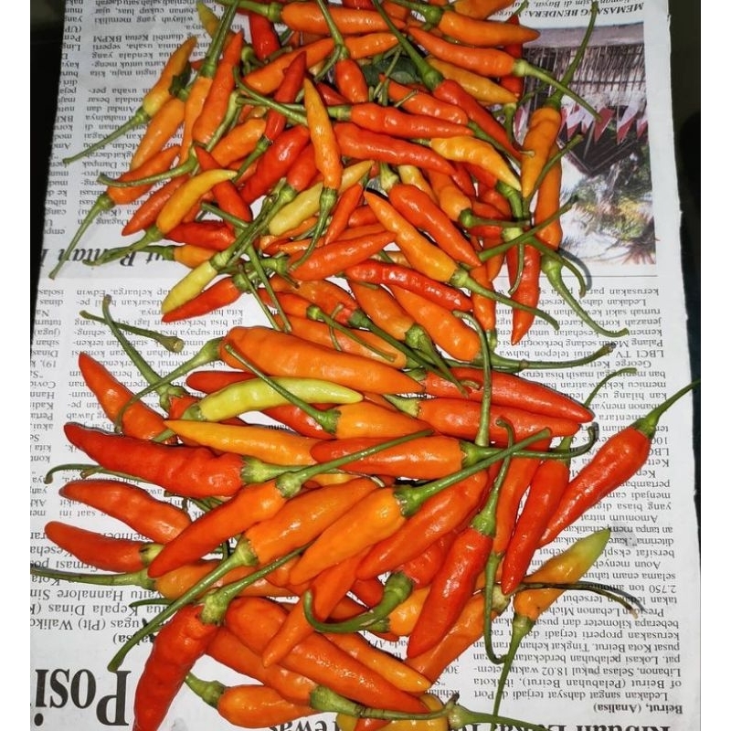 

1 kg Cabai Rawit Pedas Fresh dari kebun