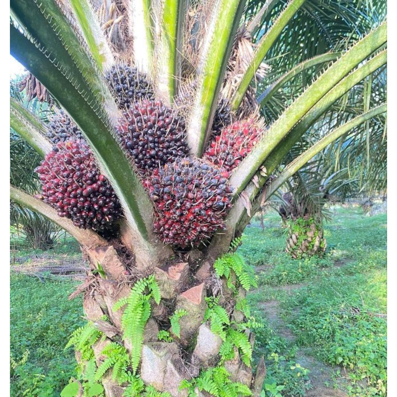 Benih Bibit polong sawit DXP SRIWIJAYA 6 ORIGINAL SERTIFIKAT