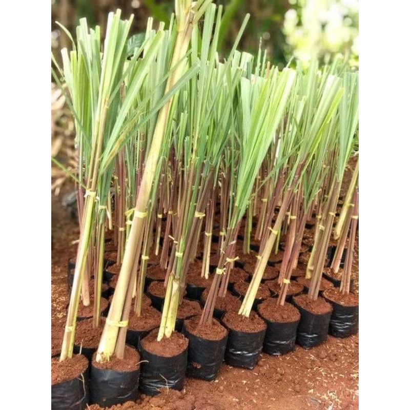 

Sereh wangi putih per 1kg, sereh wangi Lanang herbal