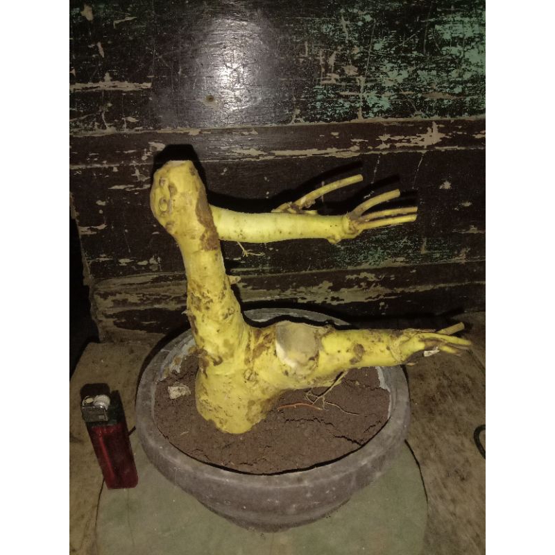bahan bonsai serut dongkelan unik