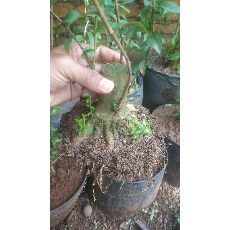 anting putri murah 75000 prokar