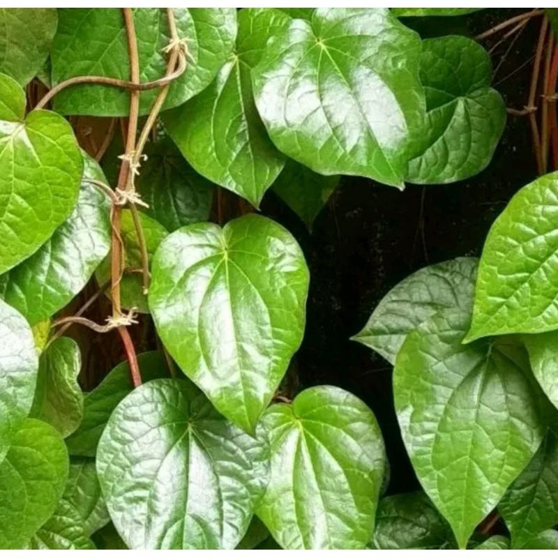 

daun sirih segar asli pegunungan/500g