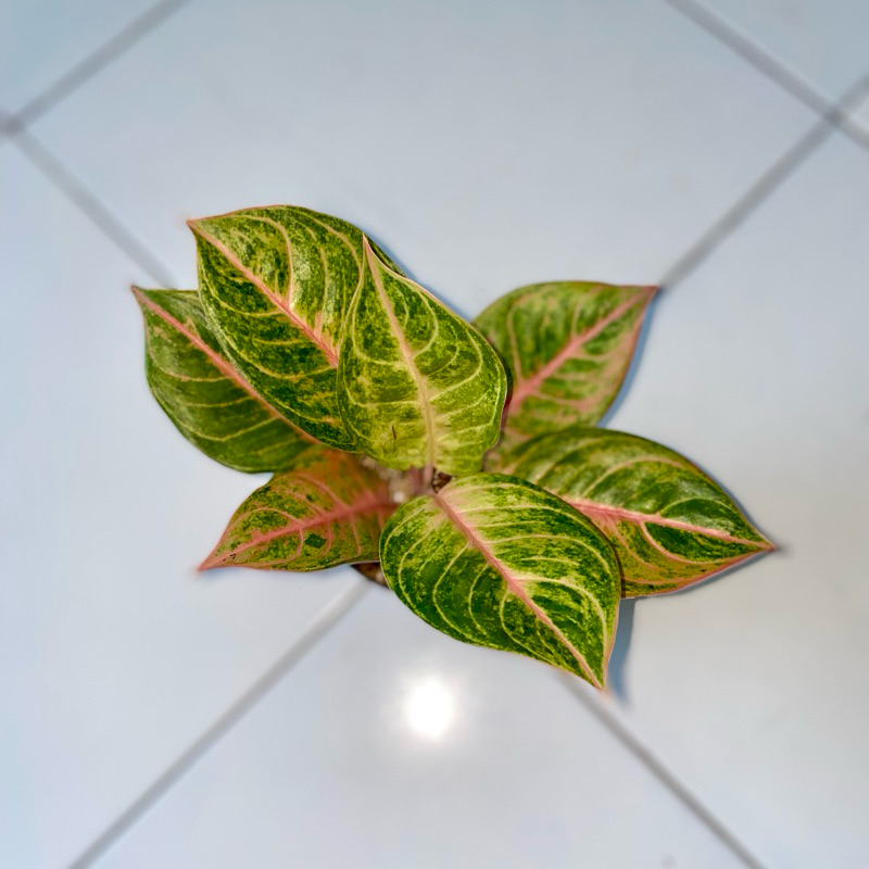 Aglaonema Susan