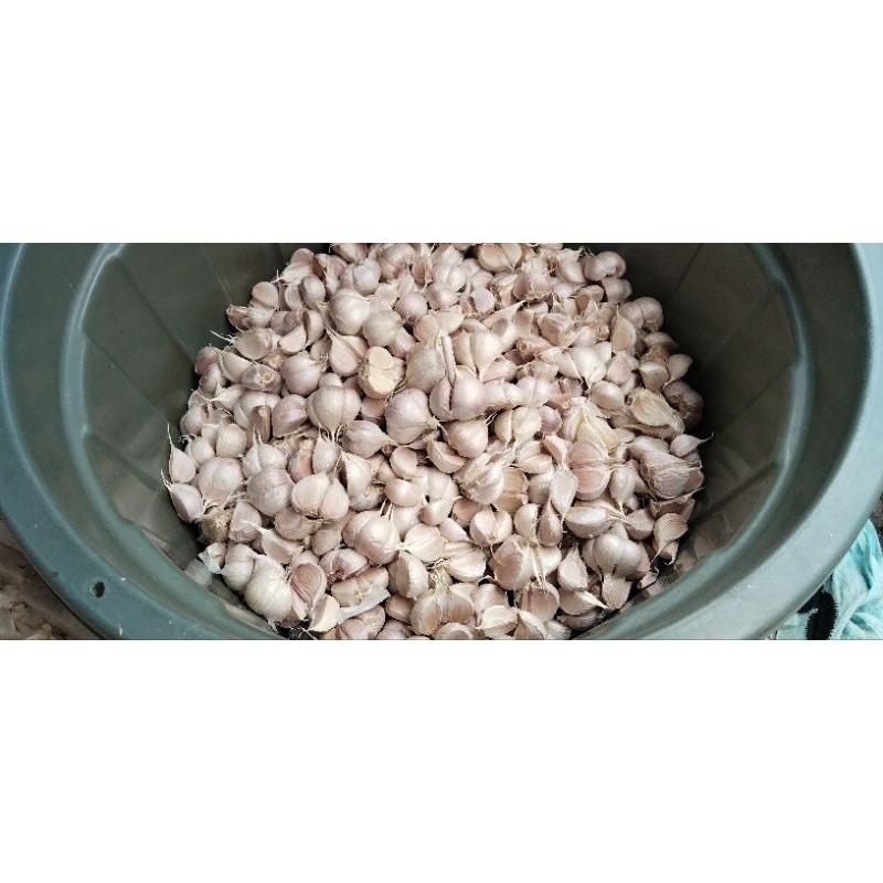 

Bawang Putih kating Bersih