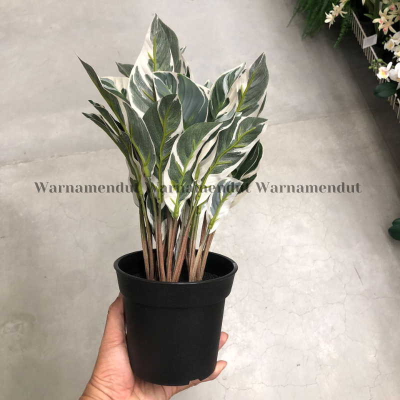 Tanaman Tiruan Dalam Pot 15cm Jenis Calathea Putih Dekorasi Hiasan Ruangan WMO IK3223