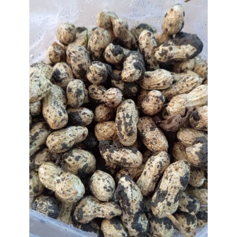 

kacang tanah