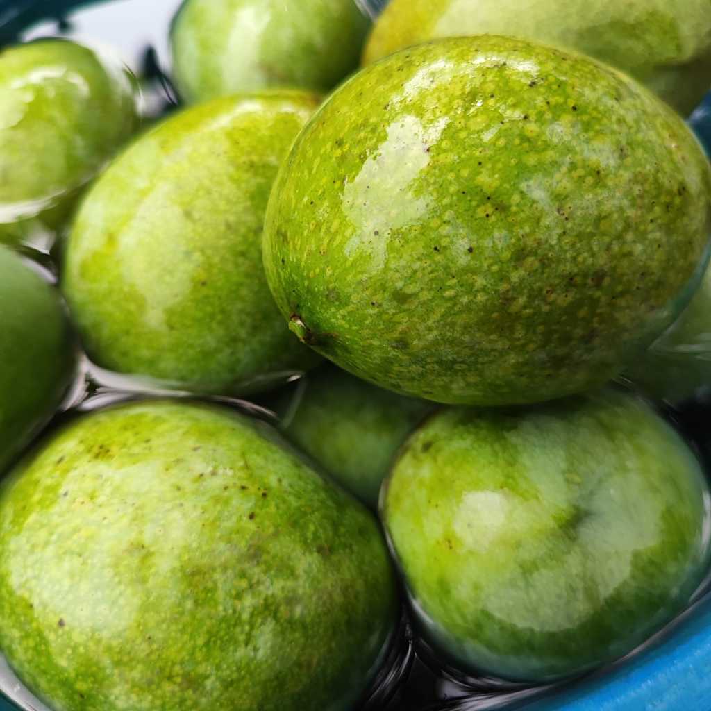 

Mangga Manalagi Petik dari Pohon Sendiri Manis
