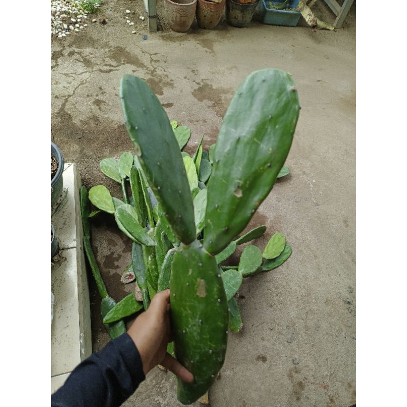 kaktus centong tanpa duri
