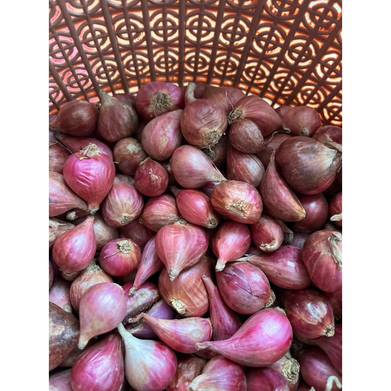 

BAWANG MERAH LOKAL BREBES