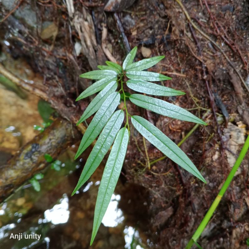 ardisia sp terbaru