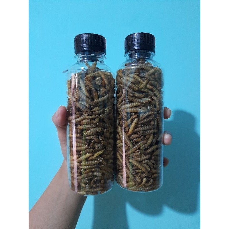 

MAGGOT KERING BSF / GRADE A SUPER PREMIUM KEMASAN BOTOL 250ml (pakan ikan channa, koi, koki, arwana ,kura-kura dan kelomang)