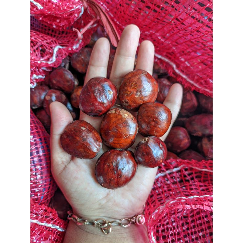 

Jengkol Tua Kering/Jengkol Fresh