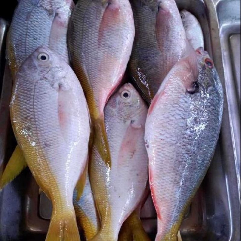 

ikan ekor kuning 500gr