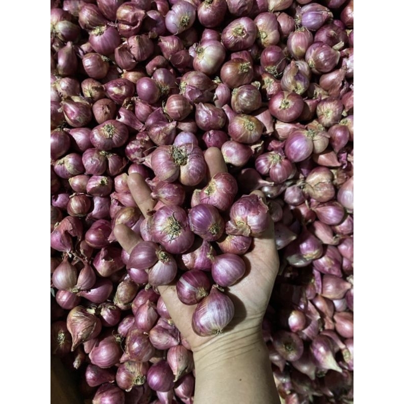 

bawang merah super A ukuran besar 500gr